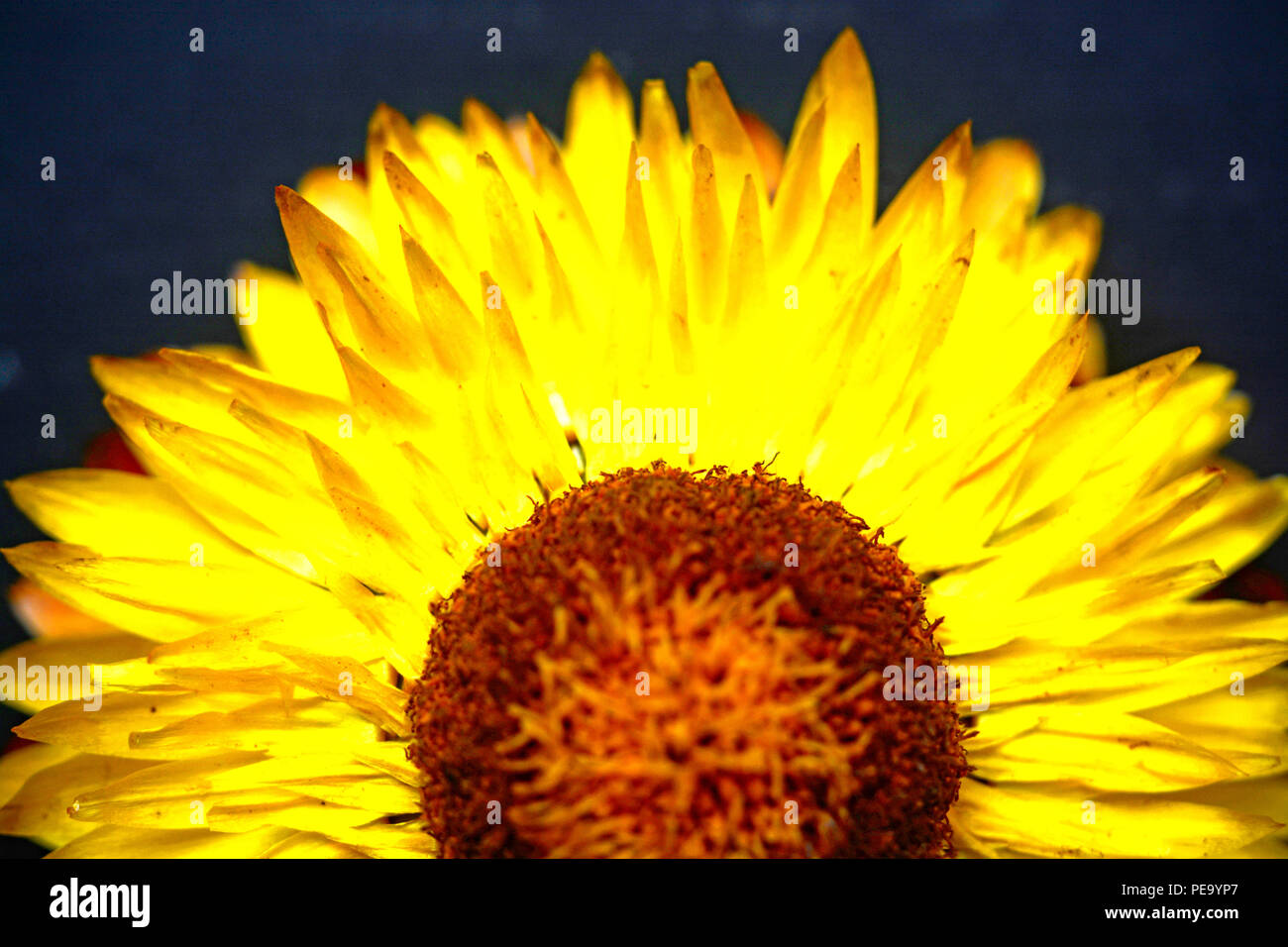 Japanese sunflower hires stock photography and images Alamy