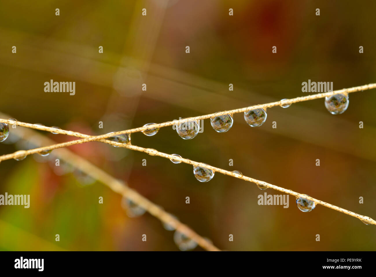 Hairgrass grass stalks with rain drops, Greater Sudbury, Ontario, Canada Stock Photo