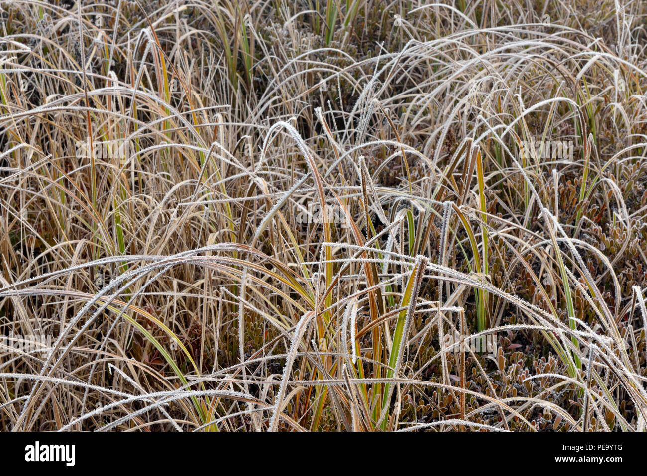 Marsh grasses hires stock photography and images Alamy
