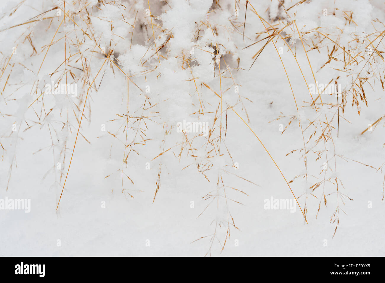 Snow-covered grasses after a late autumn snowstorm, Greater Sudbury, Ontario, Canada Stock Photo
