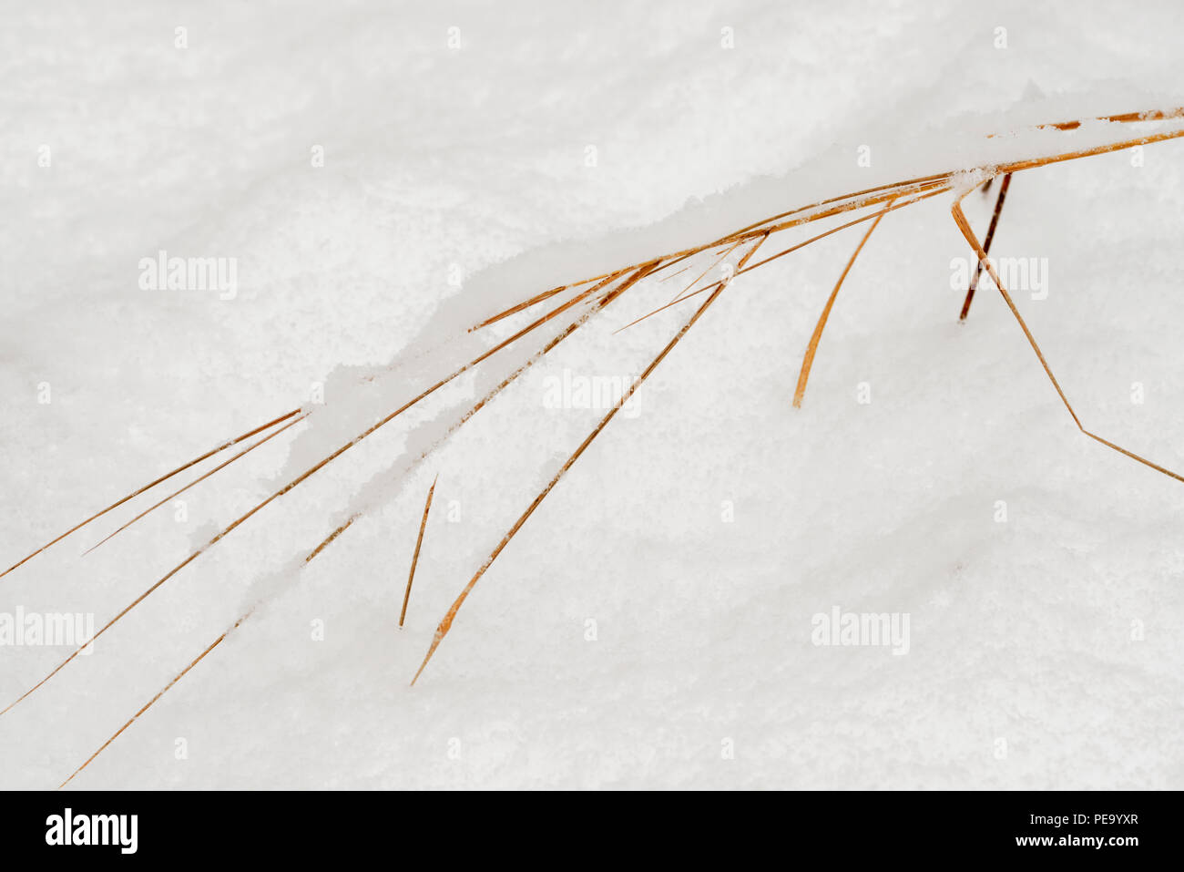 Snow-covered grasses after a late autumn snowstorm, Greater Sudbury, Ontario, Canada Stock Photo