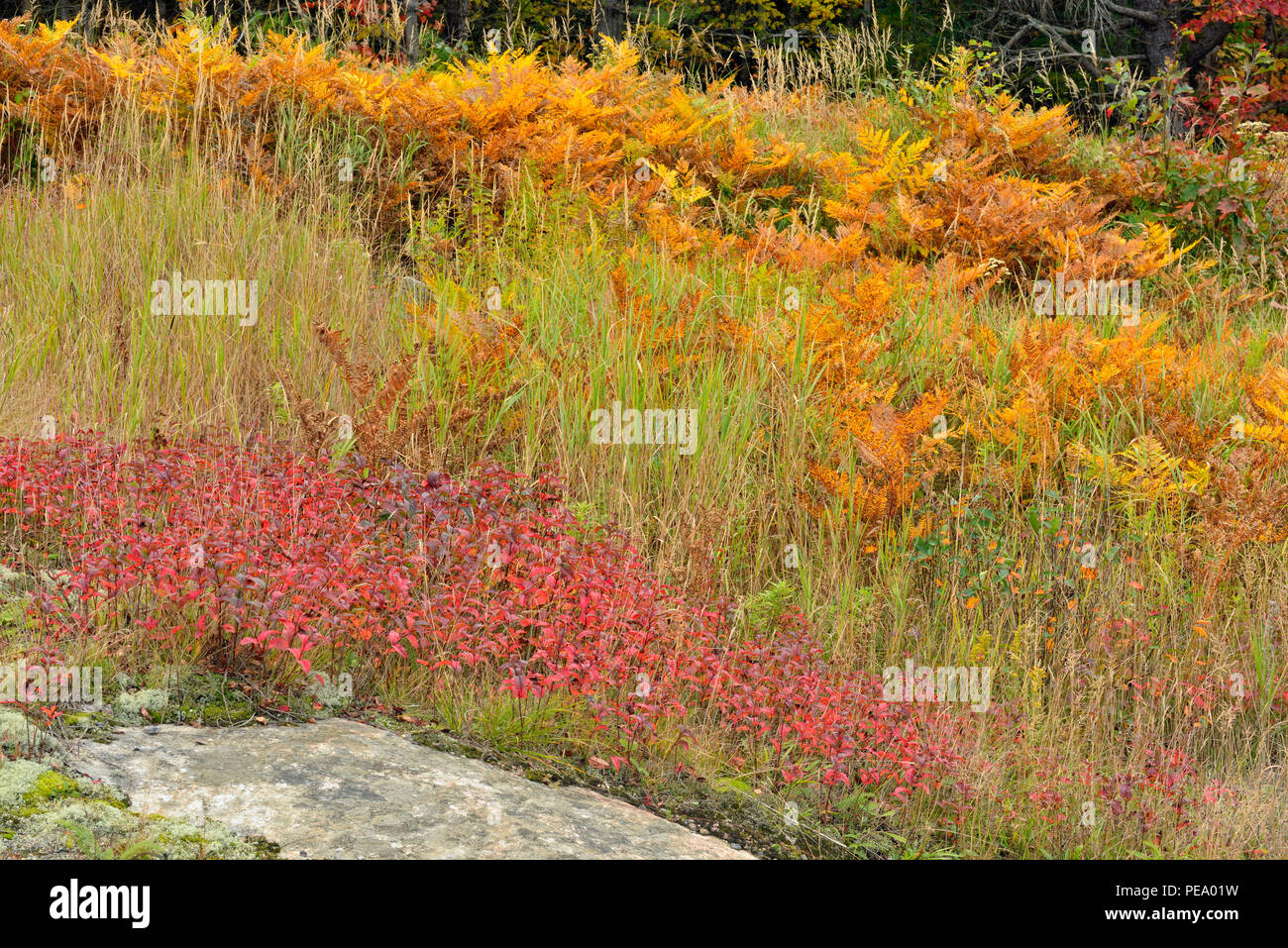 Autumn ferns and honeysuckle, Pointe au Baril, Ontario, Canada Stock Photo