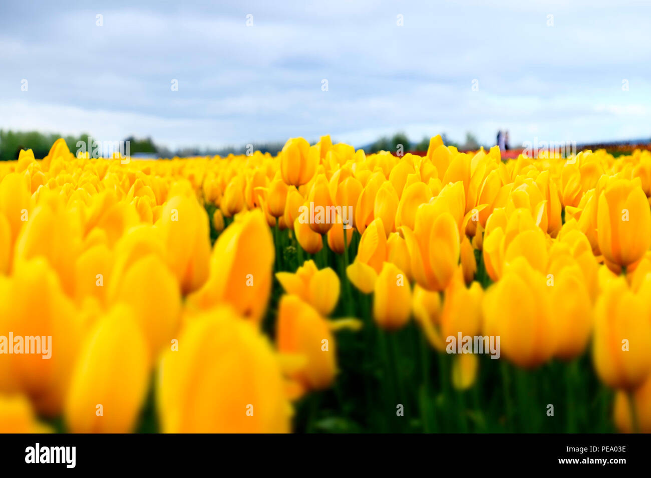 yellow tulip fields Stock Photo - Alamy