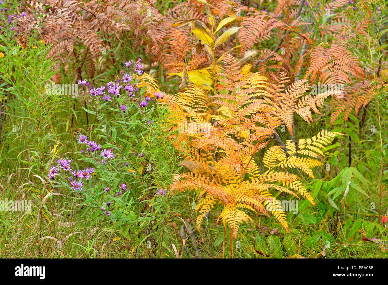 Late summer asters and bracken ferns, Moonstone, Ontario, Canada Stock Photo