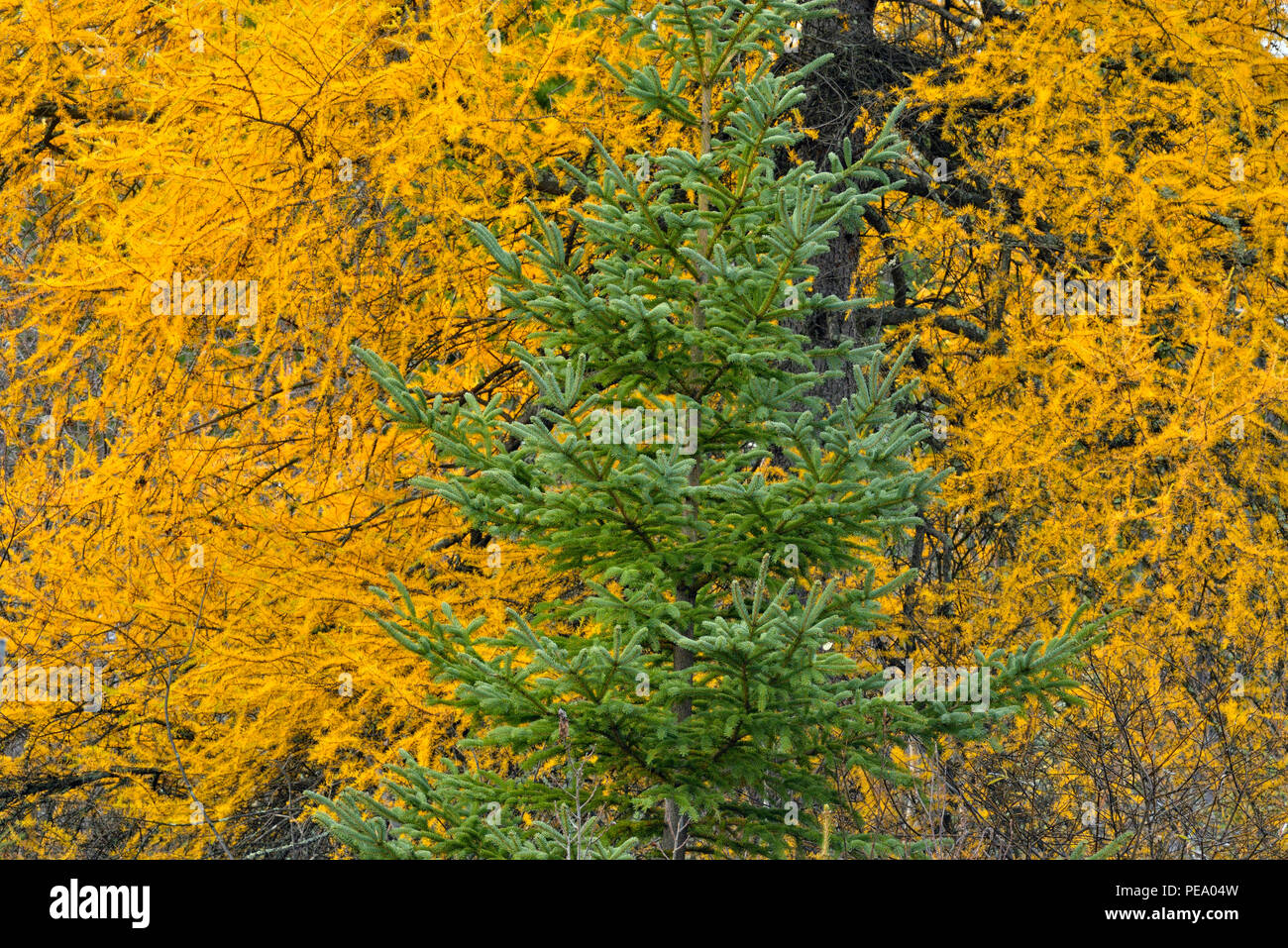 Autumn larch tree and spruce tree, Greater Sudbury, Ontario, Canada Stock Photo