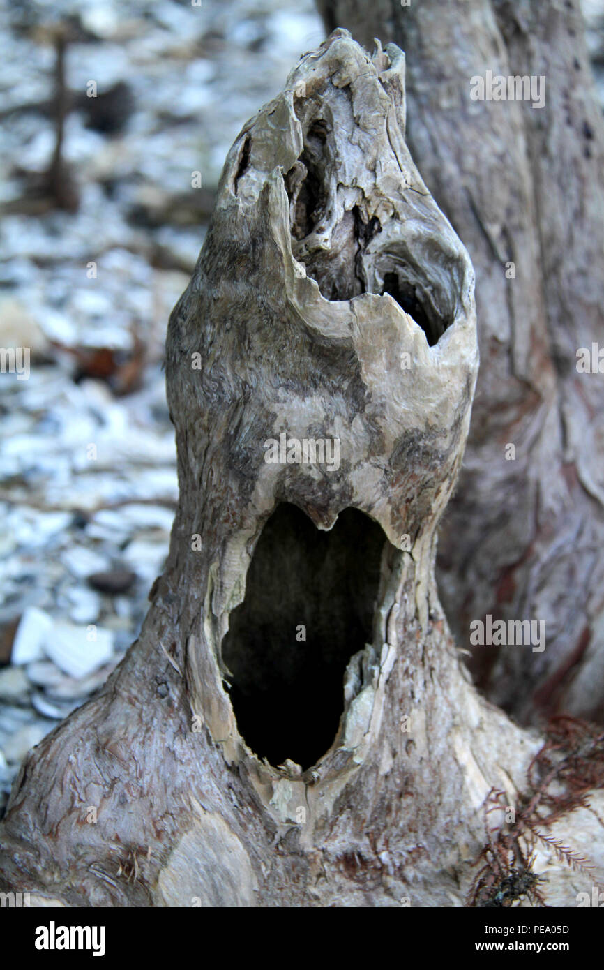 Bald cypress' knee with large hole. Chippokes Plantation State Park, VA, USA Stock Photo