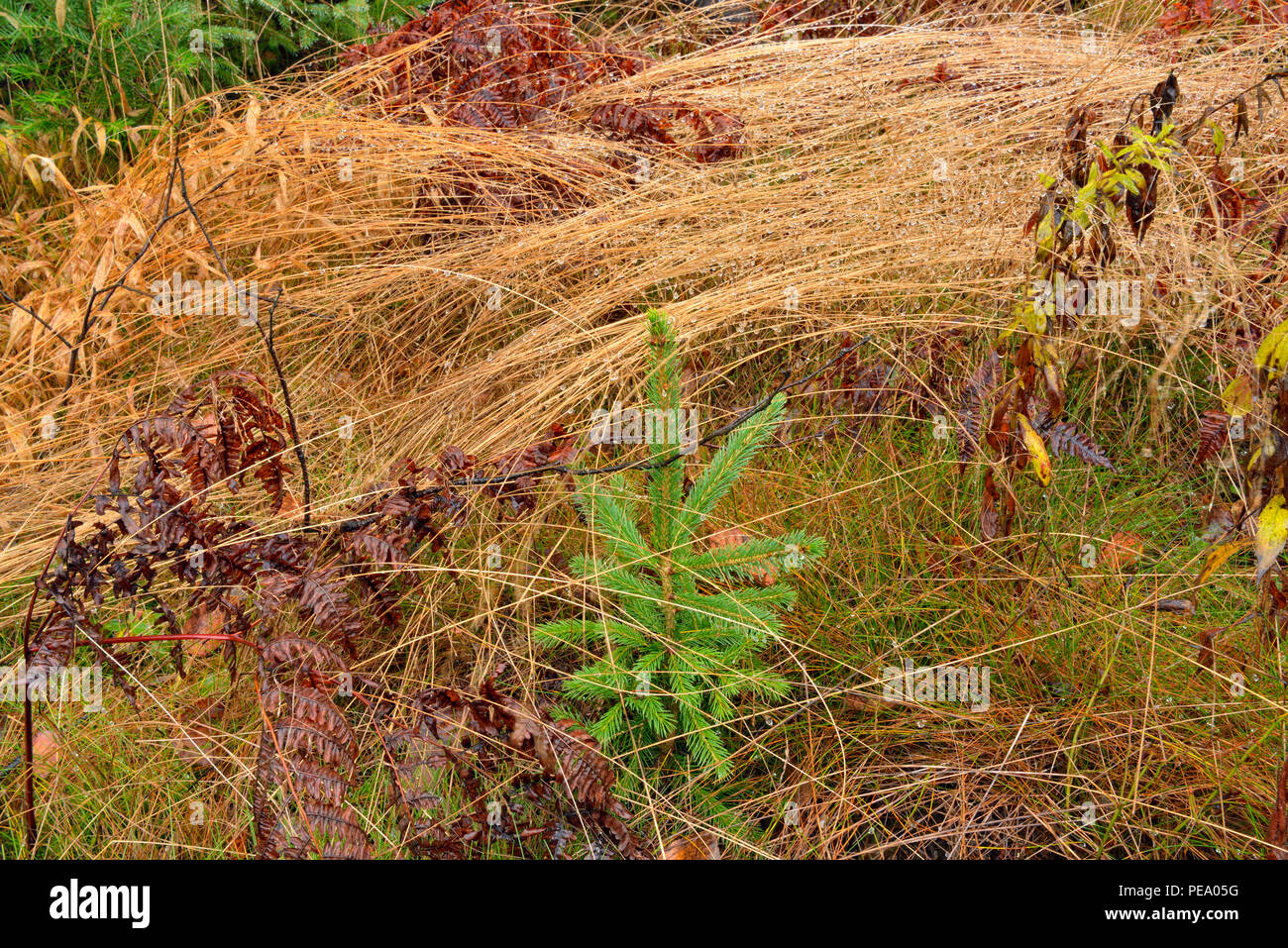 Hairgrass grass stalks with rain drops and spruce seedling, Greater Sudbury, Ontario, Canada Stock Photo