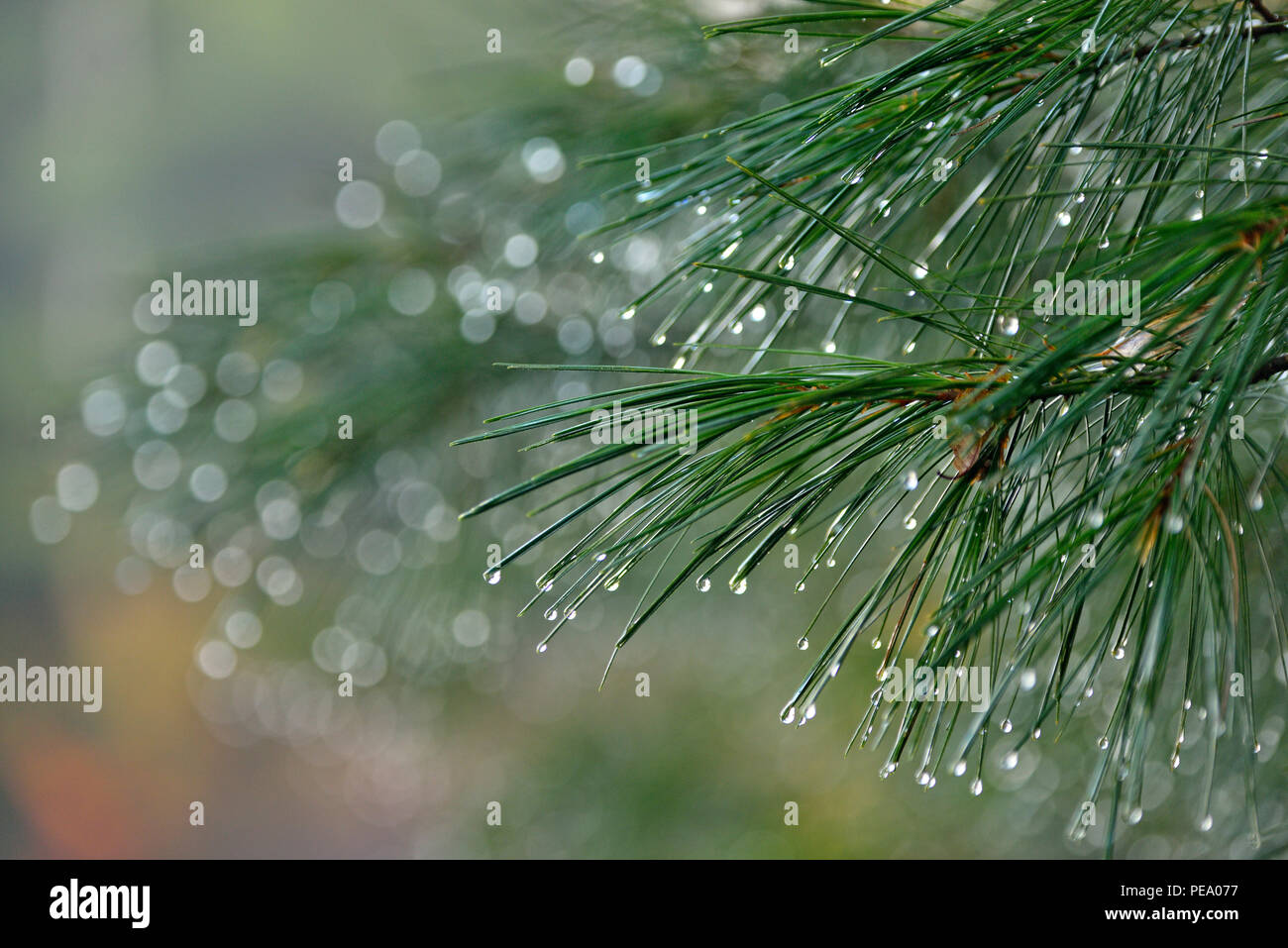 Red pine (Pinus banksiana) needles with raindrops, Greater Sudbury, Ontario, Canada Stock Photo