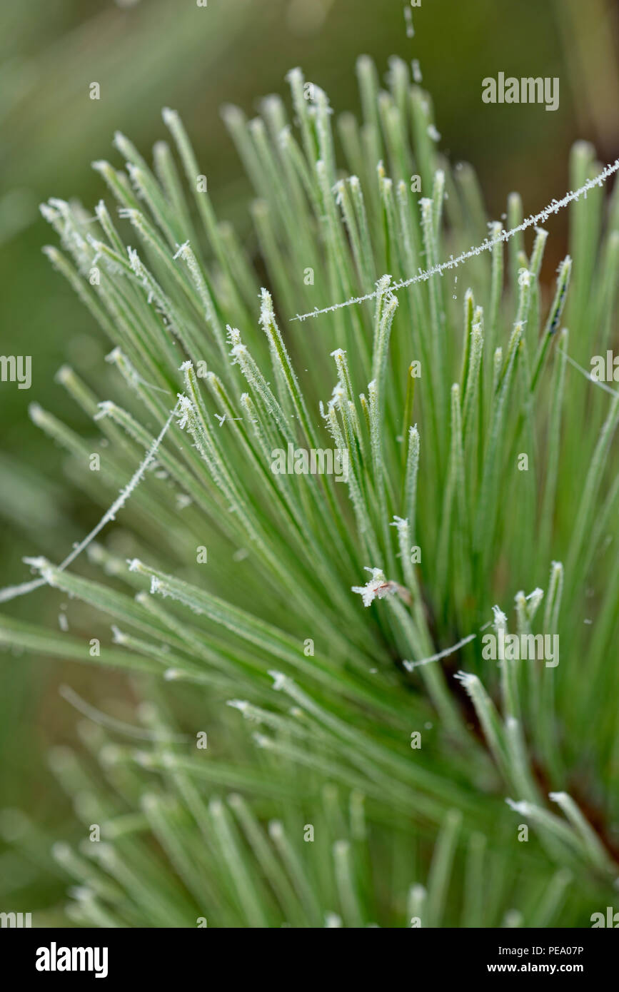 Frosted spider silk hanging from red pine needles, Greater Sudbury, Ontario, Canada Stock Photo