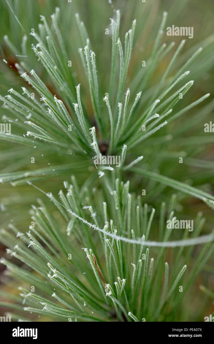 Frosted spider silk hanging from red pine needles, Greater Sudbury, Ontario, Canada Stock Photo