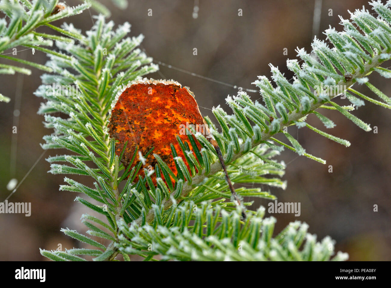 Fallen aspen leaf on a frosted white spruce bough, Greater Sudbury, Ontario, Canada Stock Photo