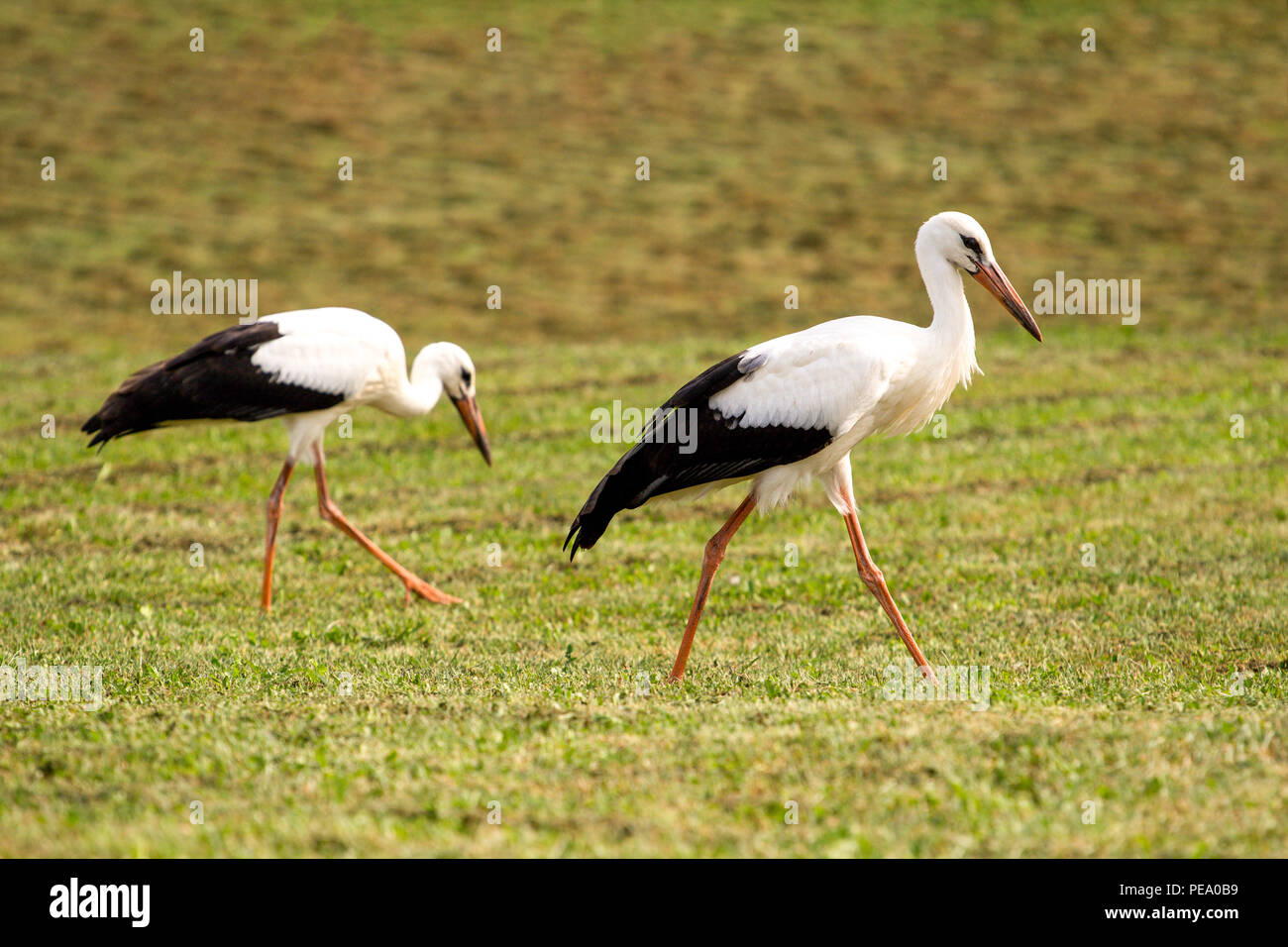 White storks in the green meadow Stock Photo