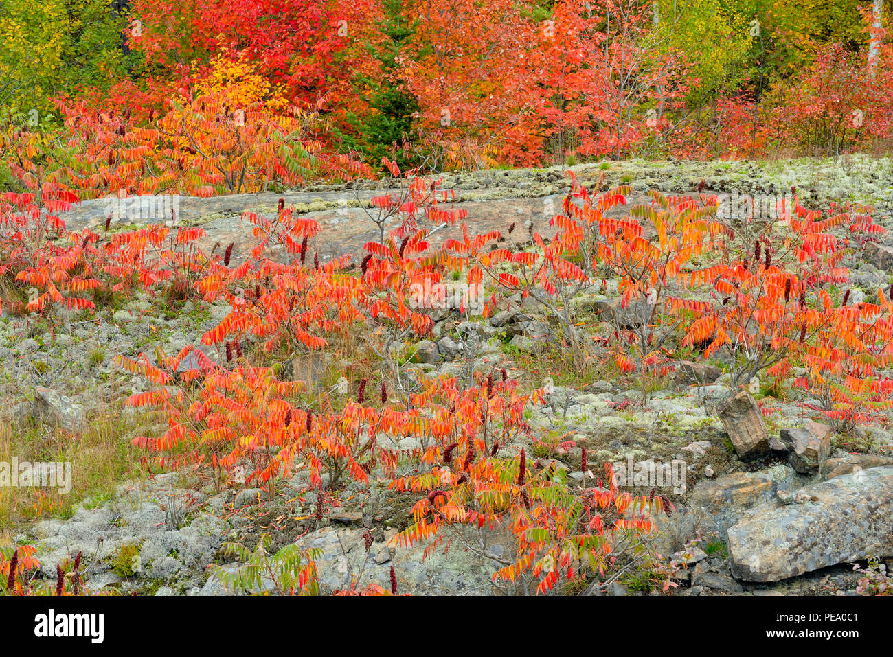 Rock outcrop with autumn staghorn sumac (Rhus typhina), French River, Ontario, Canada Stock Photo