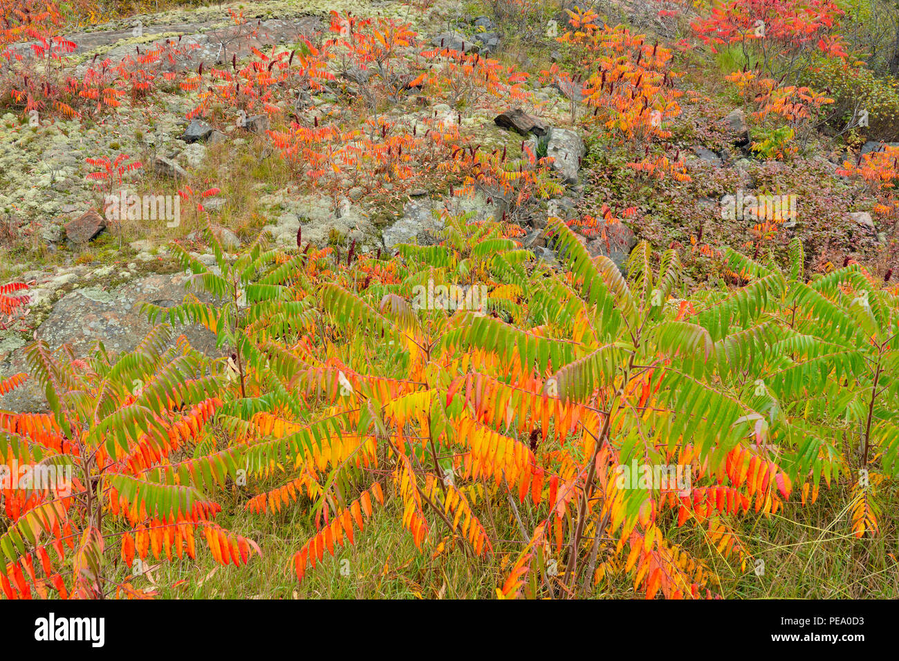 Rock outcrop with autumn staghorn sumac (Rhus typhina), French River, Ontario, Canada Stock Photo