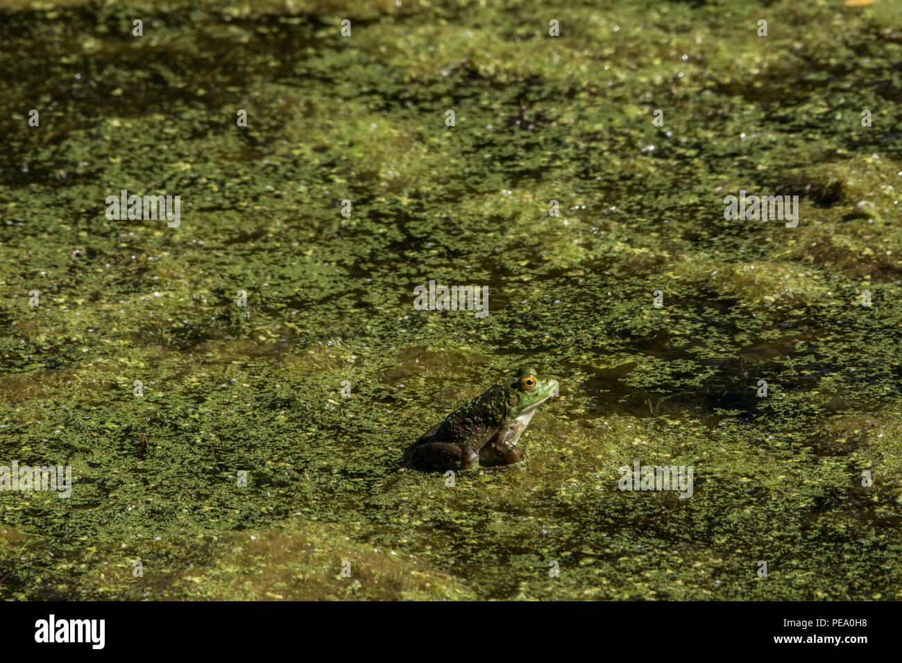 American Bullfrog (Lithobates catesbeianus) from Knox County, Illinois, USA. Stock Photo