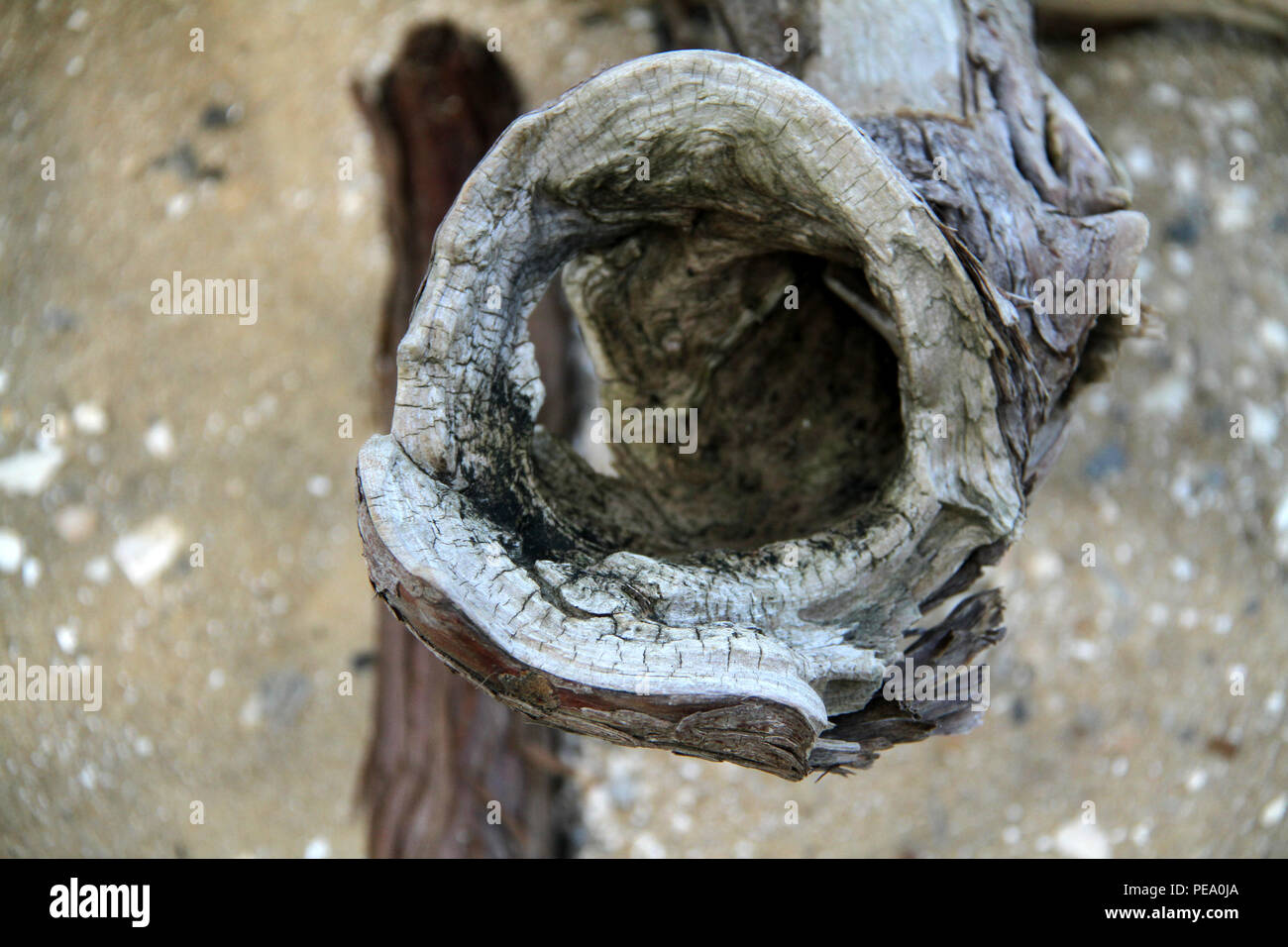 Dry cypress wood on the shore of James River, VA, USA Stock Photo