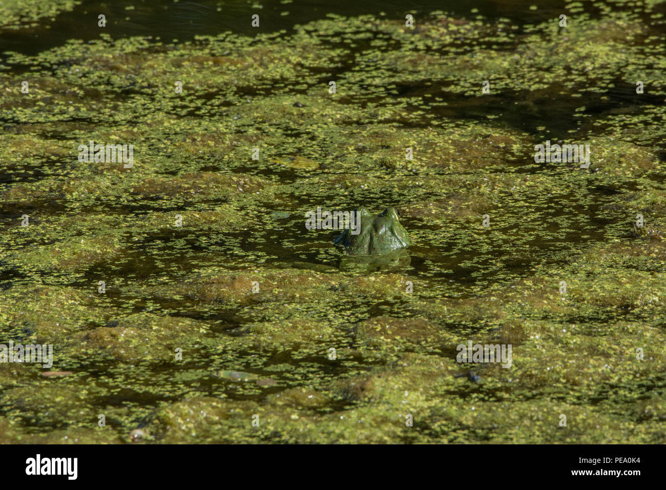 American Bullfrog (Lithobates catesbeianus) from Knox County, Illinois, USA. Stock Photo