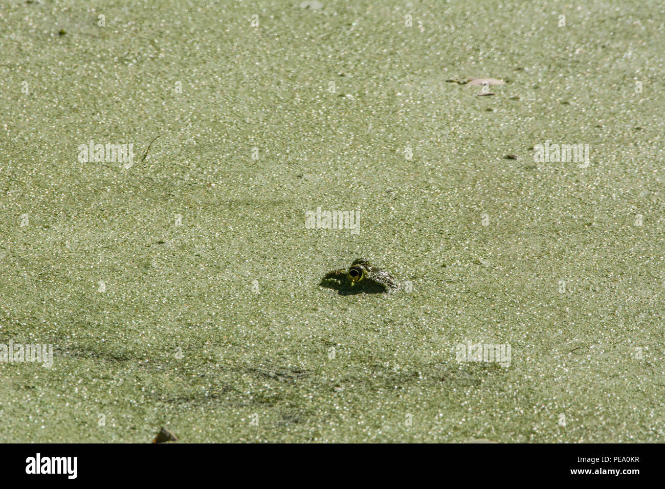 American Bullfrog (Lithobates catesbeianus) from Knox County, Illinois, USA. Stock Photo