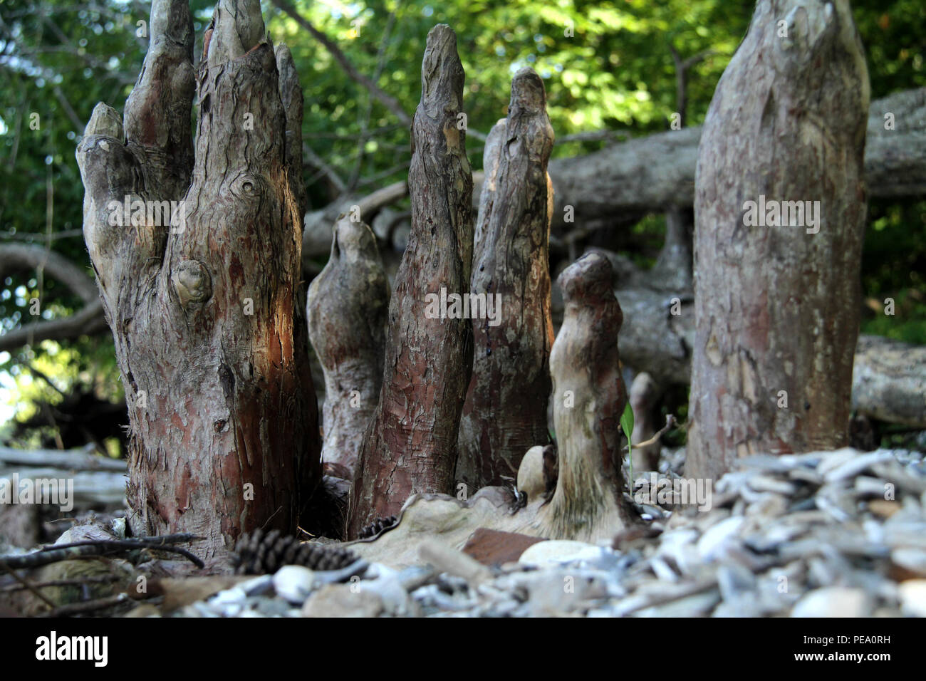 Bald cypress knees on the shore of James River at Chippokes Plantation State Park, VA, USA. Stock Photo