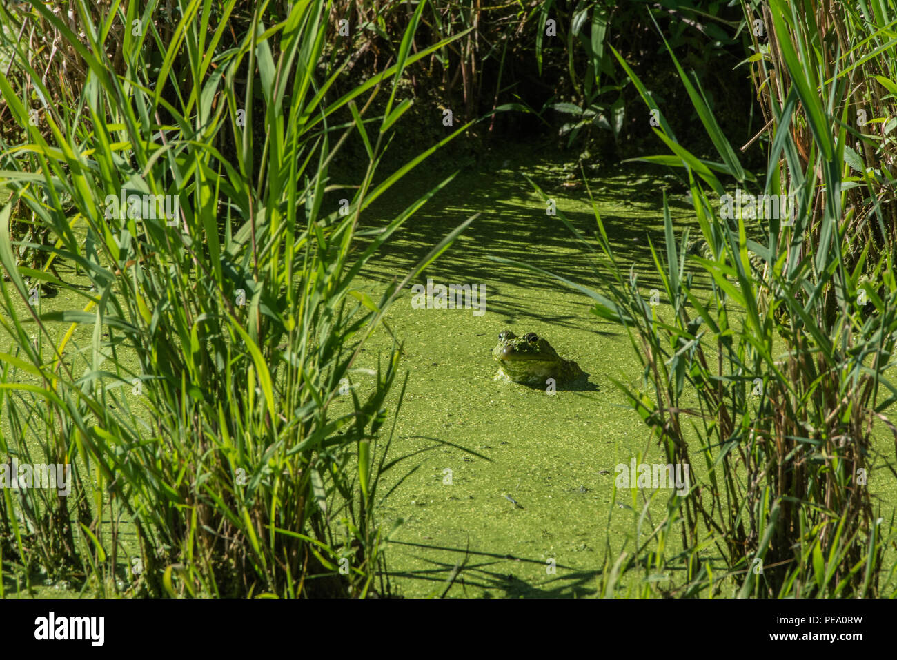 American Bullfrog (Lithobates catesbeianus) from Knox County, Illinois, USA. Stock Photo