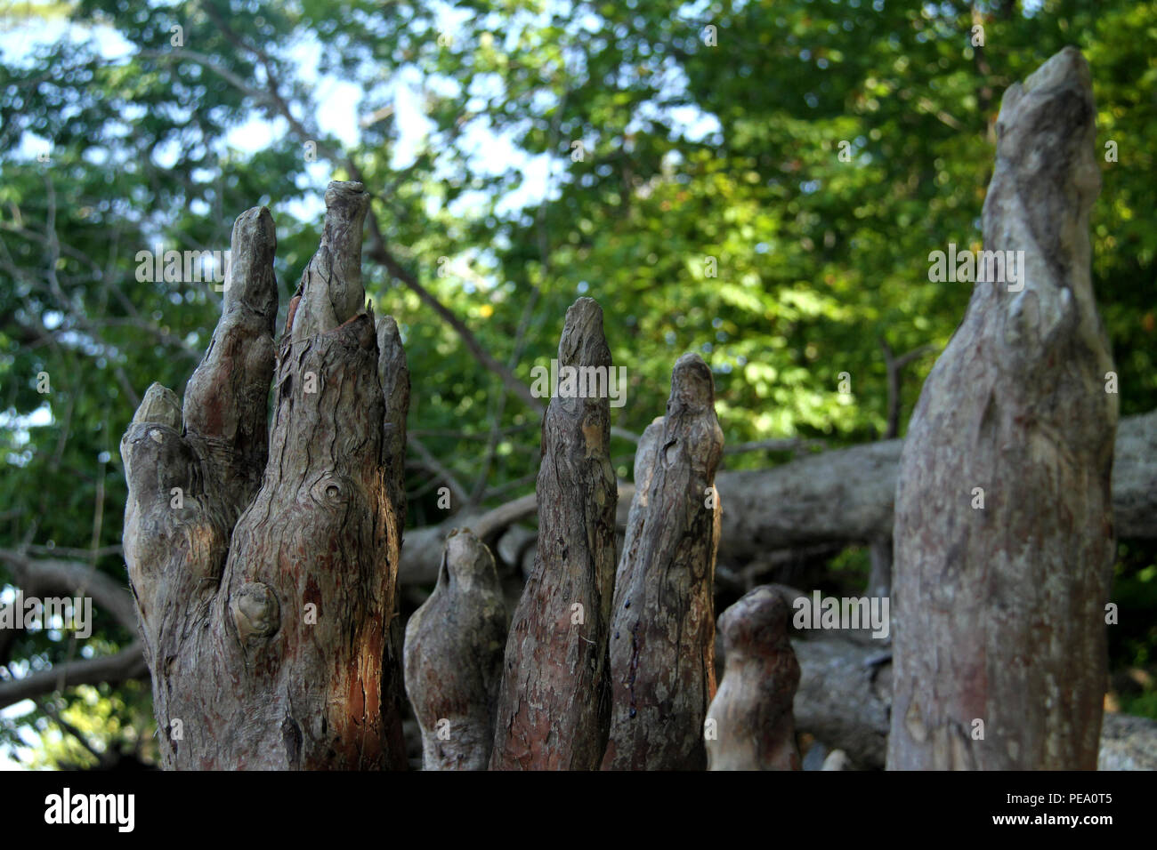 Bald cypress knees on the shore of James River at Chippokes Plantation State Park, Virginia Stock Photo