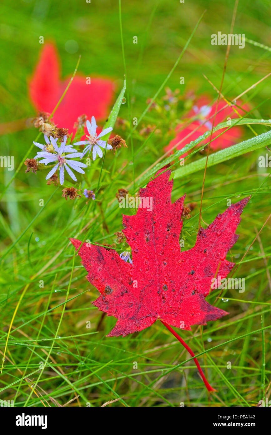 Red maple leaf closeups hi-res stock photography and images - Alamy