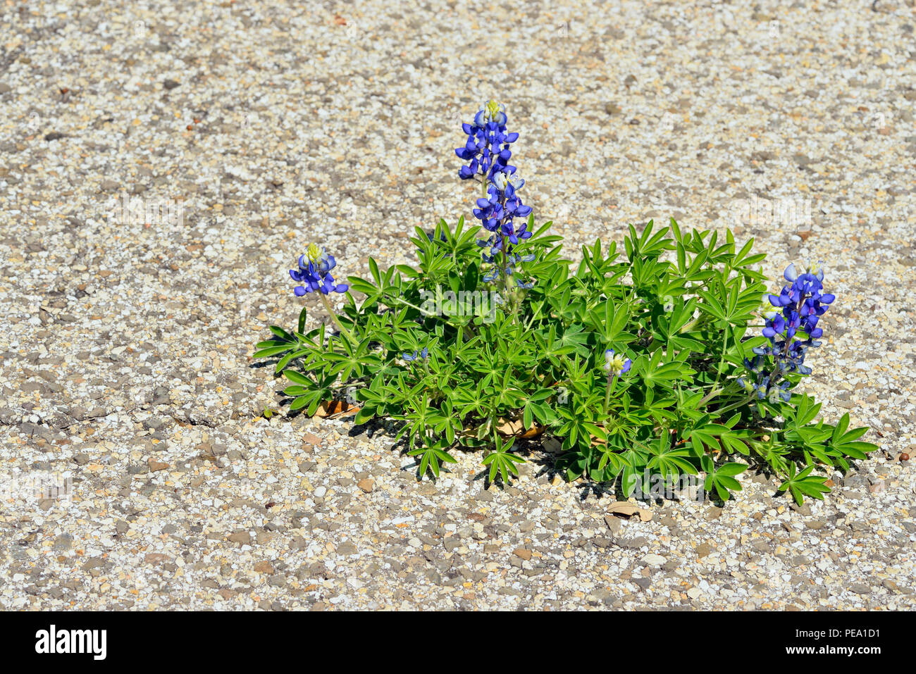 Texas bluebonnet (Lupinus subcarnosus) Growing from parking lot asphalt Stock Photo