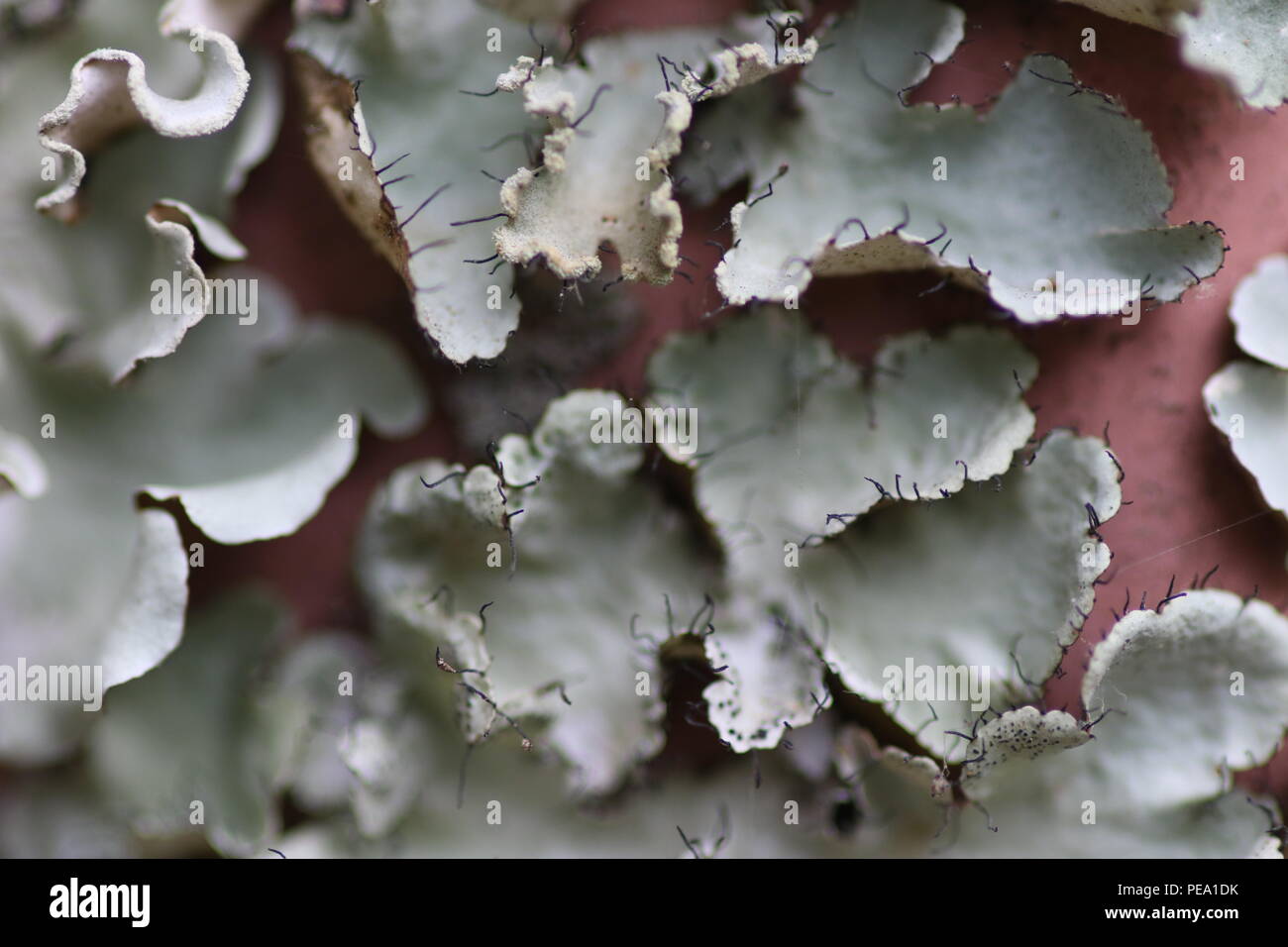 Macro shot of lichen on a red metal fence Stock Photo