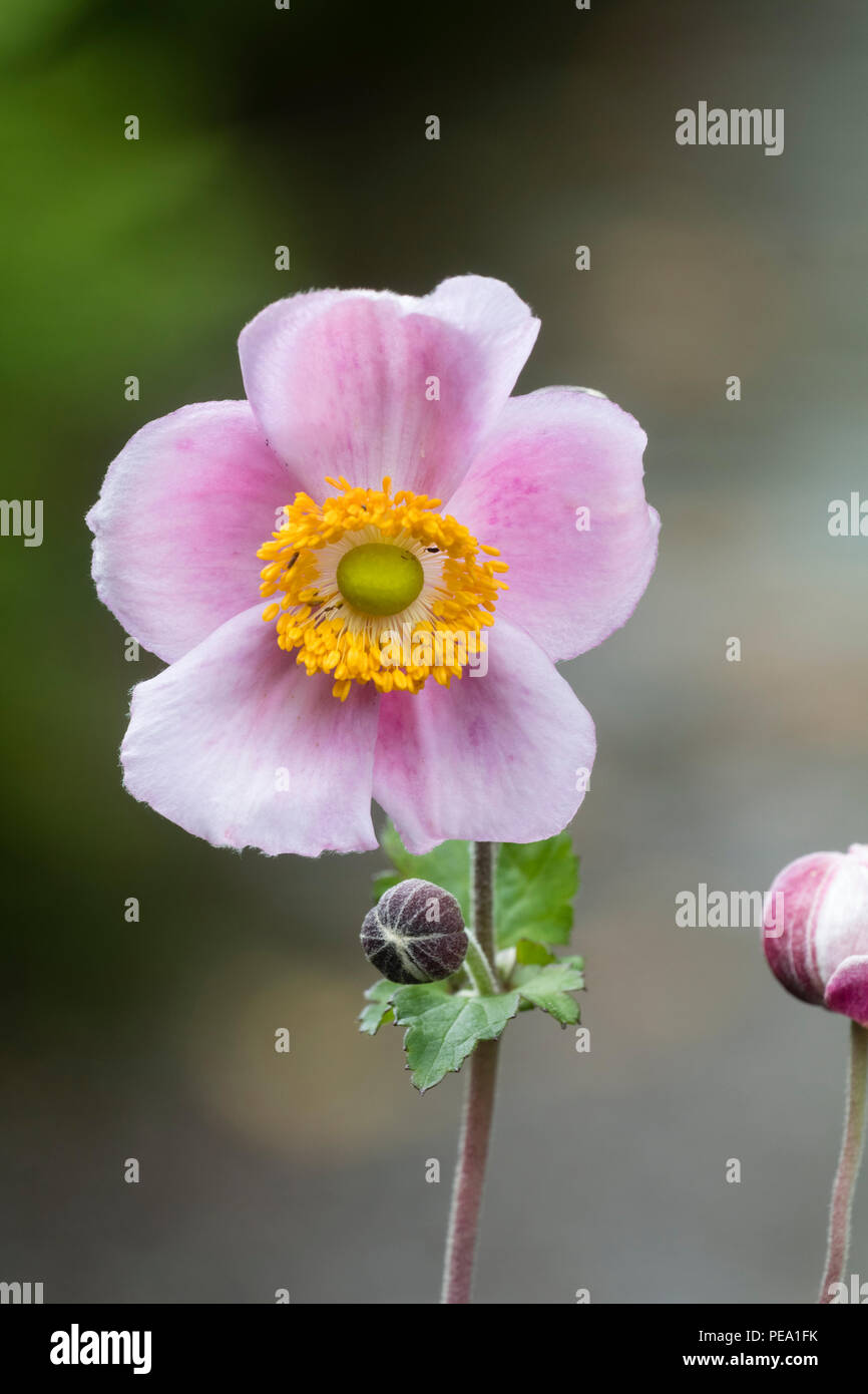 Late summer, single pink flower of the hardy perennial Japanese anemone, Anemone x hybrida