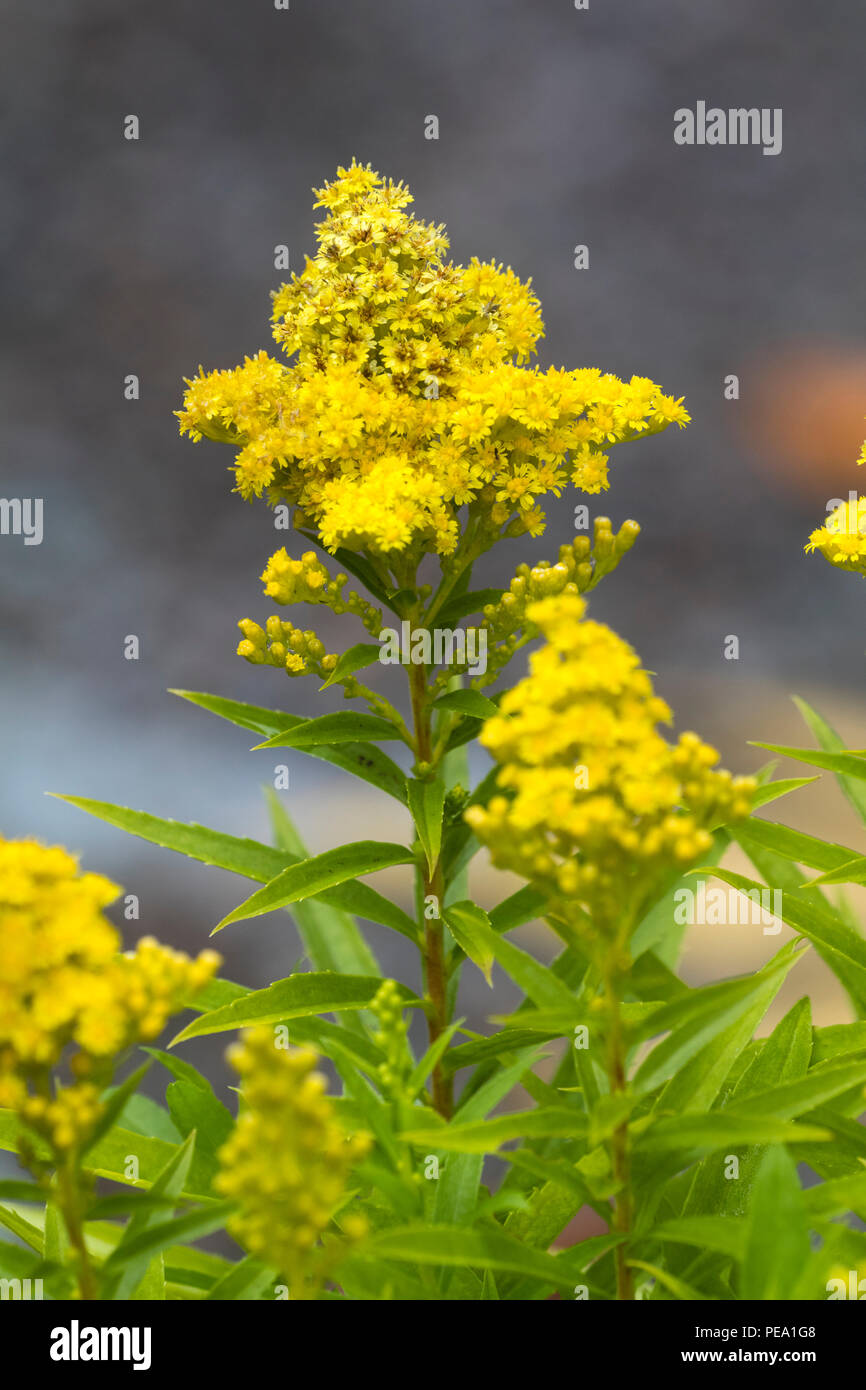 Yellow flowers in conical heads of the late summer blooming dwarf goldenrod, Solidago 'Little Lemon' Stock Photo