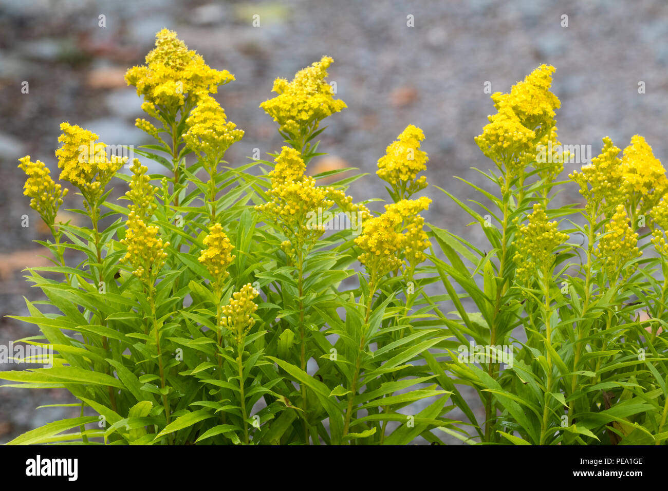 Yellow flowers in conical heads of the late summer blooming dwarf goldenrod, Solidago 'Little Lemon' Stock Photo