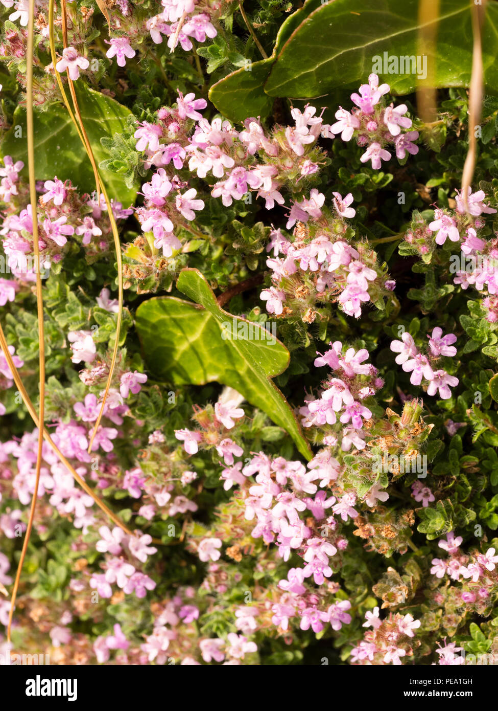 Pink summer flowers of the aromatic, carpeting UK wildflower and culinary herb, Thymus vulgaris, common thyme Stock Photo