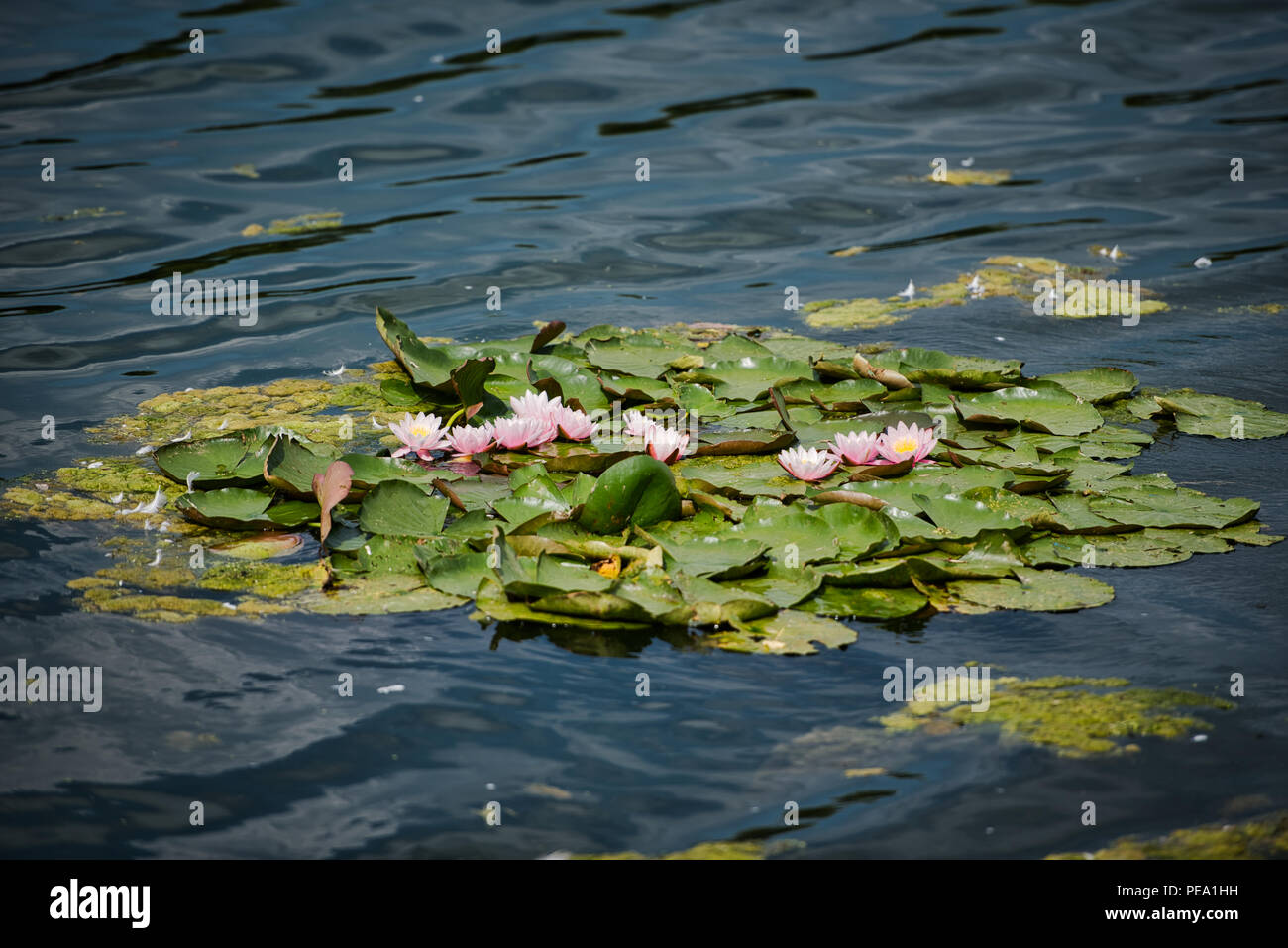 Water Lily on the river Stock Photo - Alamy