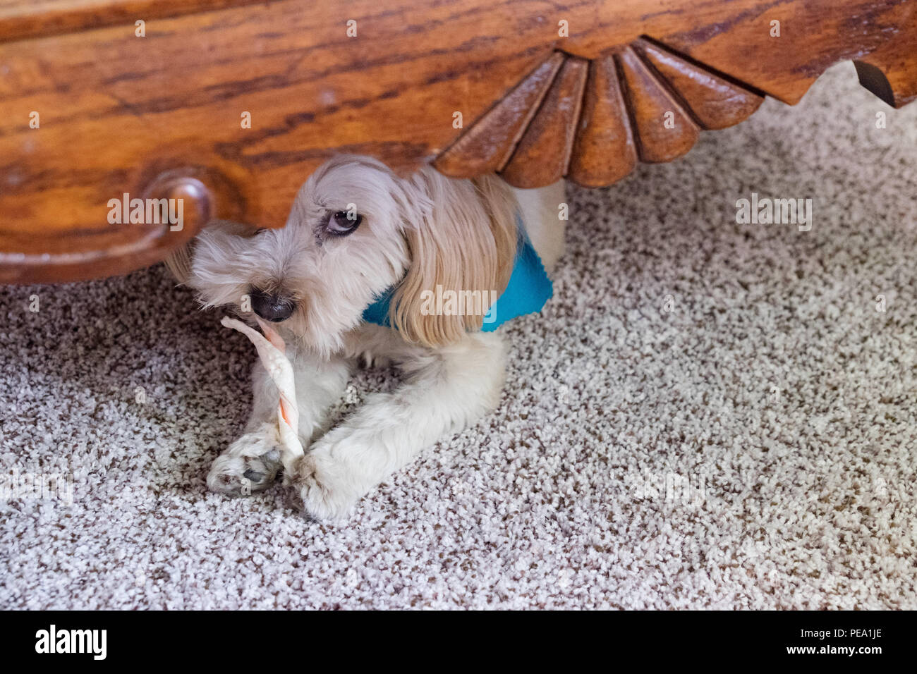 cute dog hides bone Stock Photo Alamy