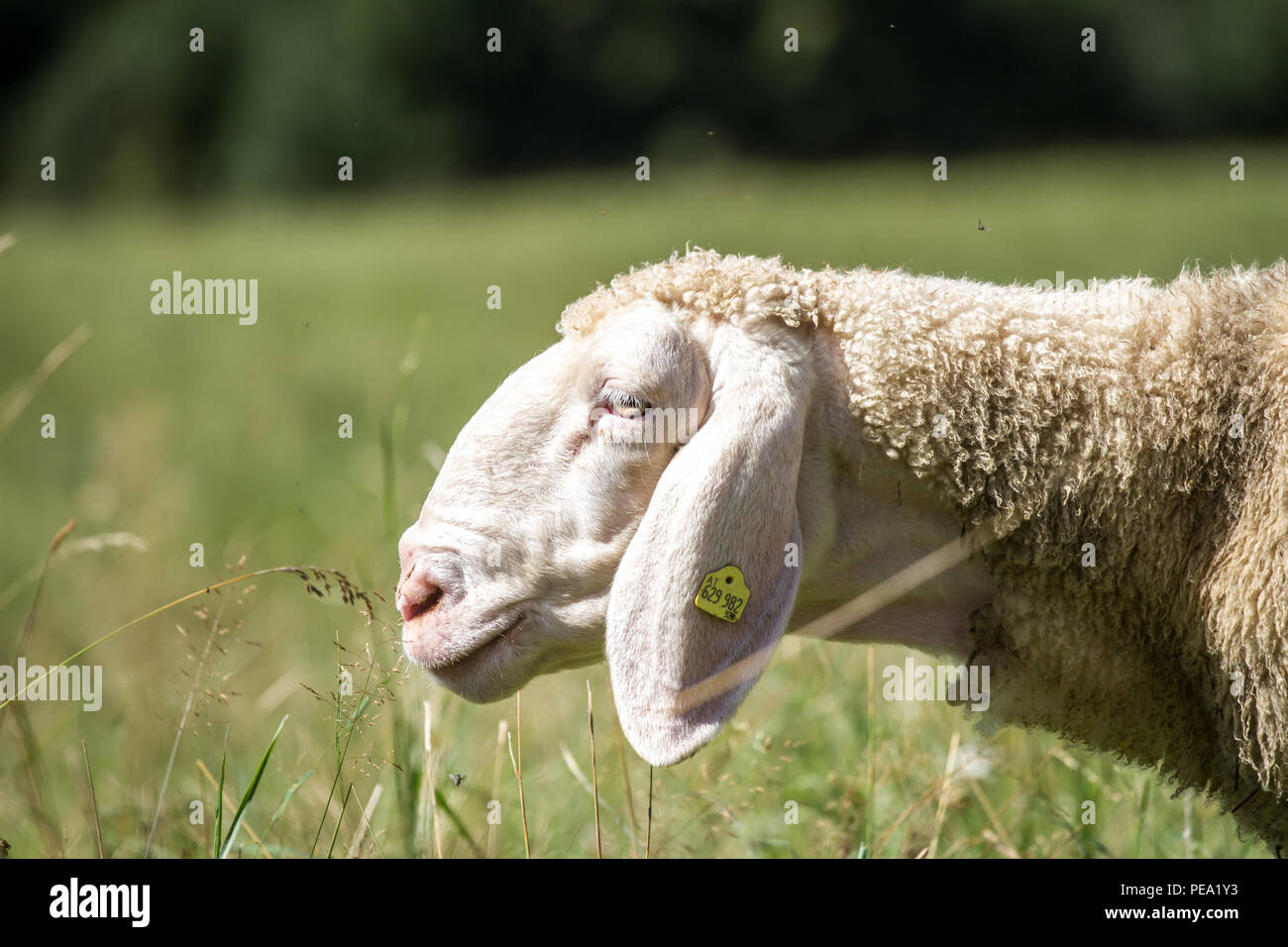 Brown Mountain Sheep, Braunes Bergschaf (Ovis gmelini aries) Stock Photo
