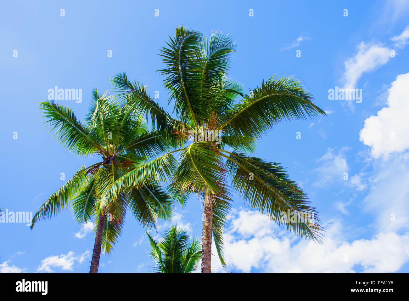 Amazing view. Palm trees on bright blue sky background Stock Photo - Alamy