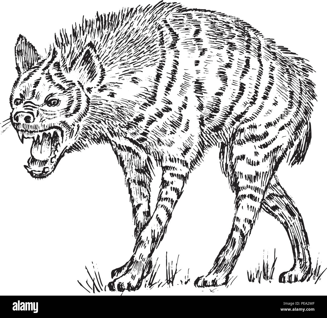 Illustration of hyena wildlife nature animal Sketch hand drawn  illustration of hyena wildlife series  CanStock