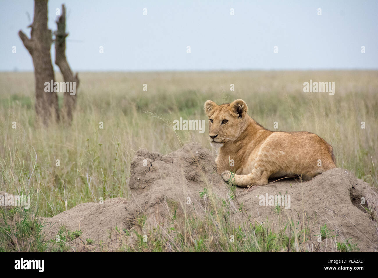 A young cub resting on top of ants mound in Serengeti NP, Tanzania Stock Photo