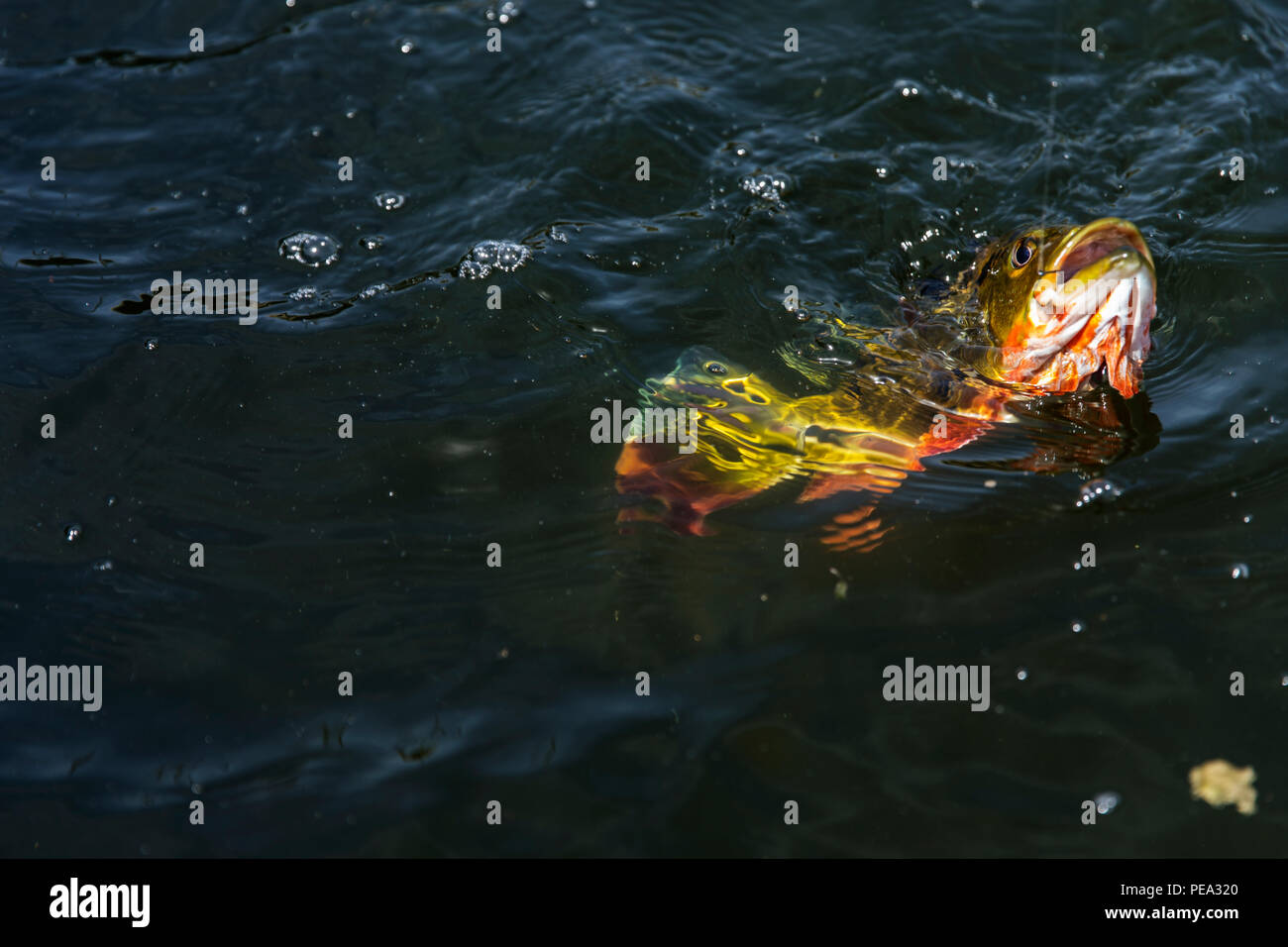 Florida peacock bass fishing hires stock photography and images Alamy