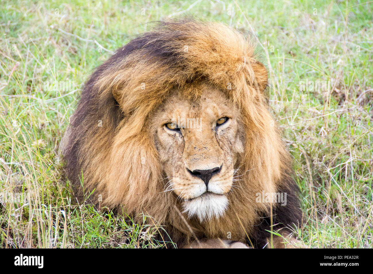 A male lion laying in the plains of Serengeti National park, Tanzania Stock Photo
