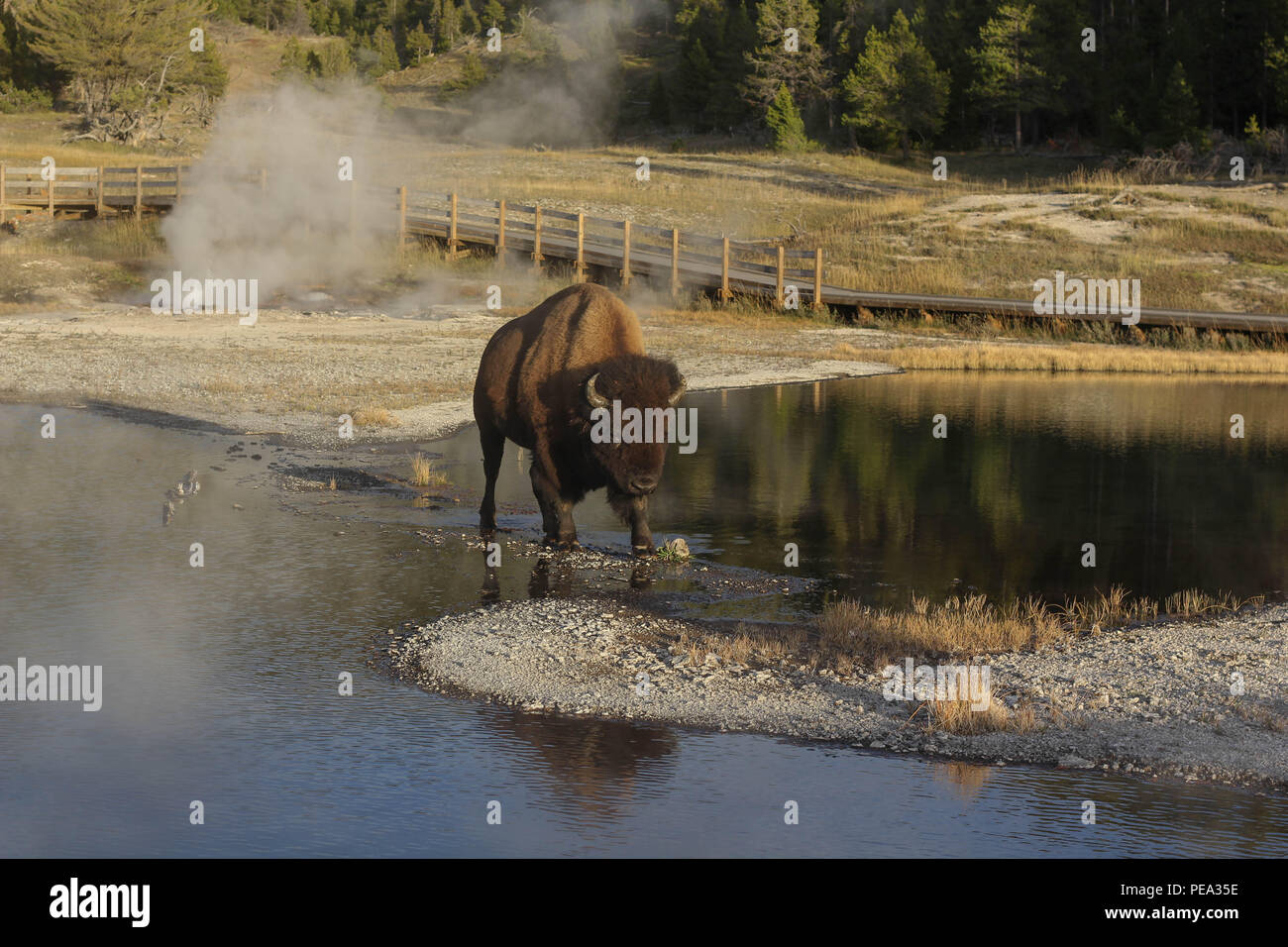 Wildlife Nature Outdoor Photography Massive Single Bison Buffalo Bull Ungulate Animal Walking Trail Past Hot Springs Yellowstone National Park USA Stock Photo