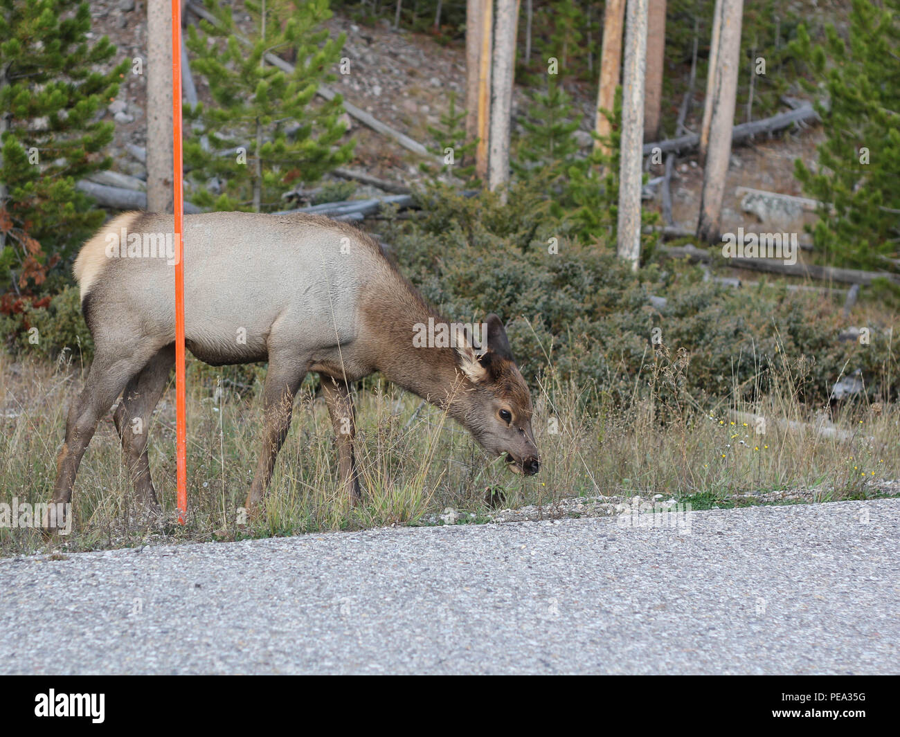 Wildlife Nature Photography Single Elk Mammal Game Cervus canadensis Yellowstone's Most Abundant Ungulate Grazing Green Forest Outdoor Background Stock Photo