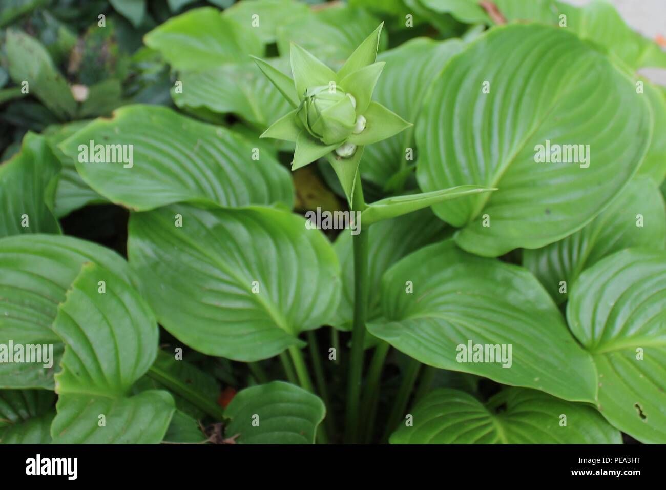 Plant buds hi-res stock photography and images - Alamy