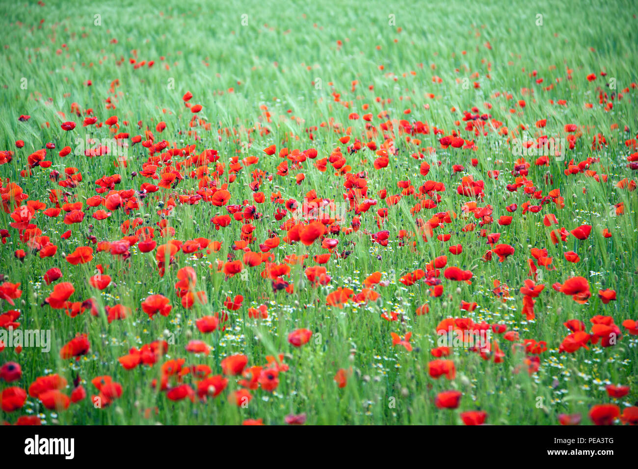 Poppies growing among crops in Yorkshire field Stock Photo - Alamy
