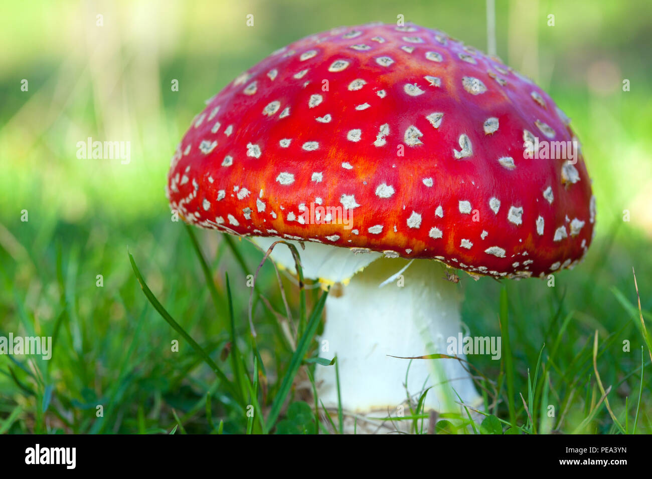 Red & White Fly Agaric mushrooms growing wild in a woodland in England  Stock Photo - Alamy