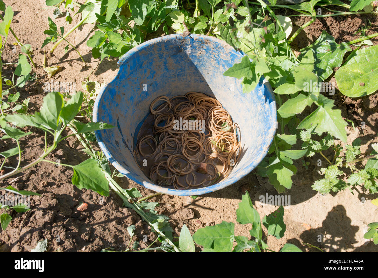 Spinach just collected at local farm ecological farm. Rubberbands bucket Stock Photo