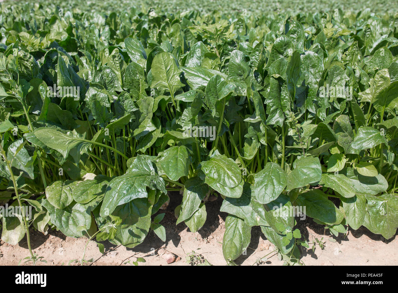 Spinachs furrows at local farm ecological farm. Sustainable agriculture Stock Photo