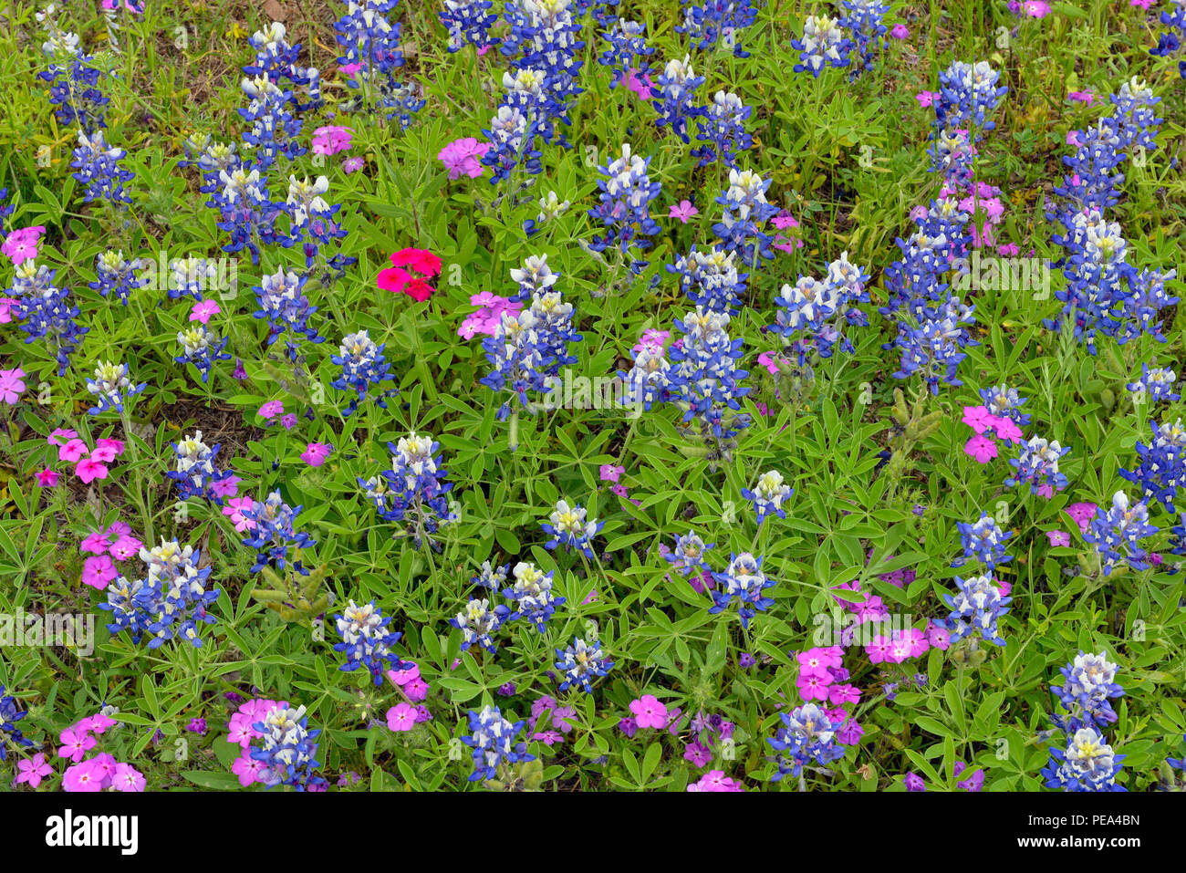 A field with flowering Texas bluebonnet (Lupinus subcarnosus) and phlox, Turkey Bend LCRA, Texas, USA Stock Photo
