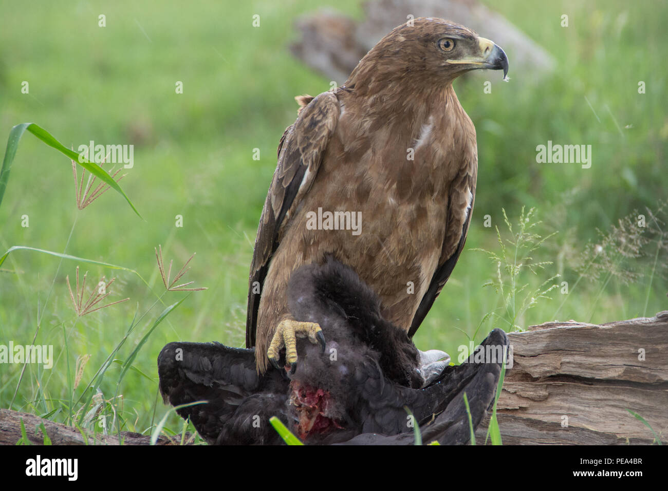 An African Crowned Eagle feeding on another bird in Serengeti national Park, Tanzania. Stock Photo