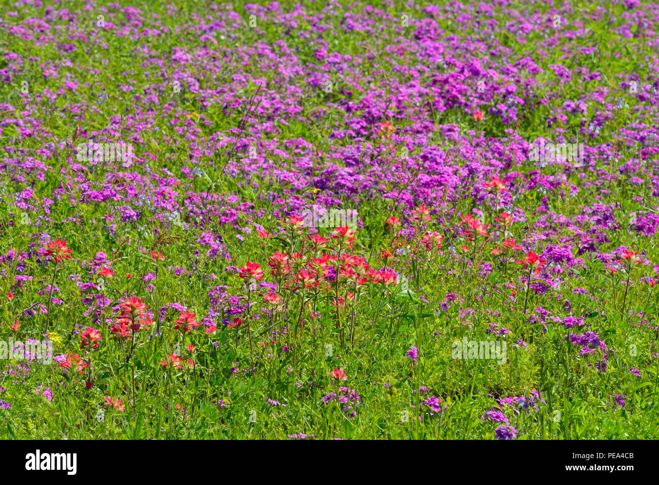 Roadside wildflowers- paintbrush and phlox, FM 476 near Poteet, Texas, USA Stock Photo
